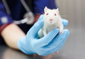 Московские ветеринары спасли домашнюю крысу с огромной опухолью молочной железы