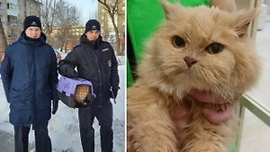 На Урале участковый и активистка спасли кошку одинокого пенсионера, попавшего в реанимацию