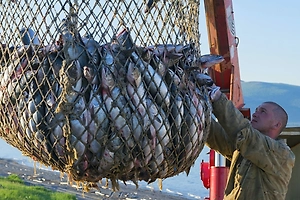 Рыбный день на весь турнир: Норвежцы везут с собой на ЧМ полтонны продуктов