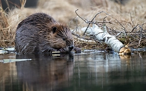 Биолог назвал самых уязвимых в снегопад животных в Москве