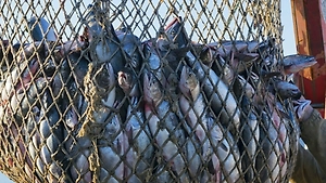 На Сахалине и Курилах ограничат вылов лосося