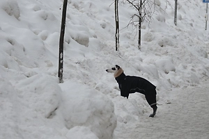 Морозы отступают: Москвичам пообещали снежные выходные
