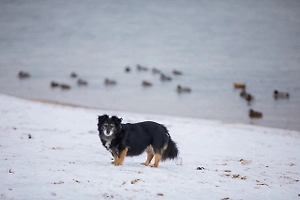 Кому достанется друг: Адвокат рассказал, как не потерять питомца при разводе