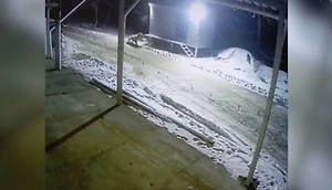 Тигр растерзал собаку у магазина в центре посёлка в Приморье и попал на видео