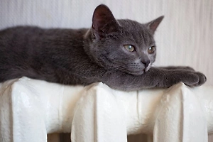 Москвичка, забившая квартиру мусором и кошками, отправлена в психбольницу