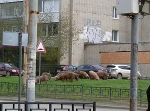 Суд решит судьбу свиней на самовыгуле, оккупировавших улицы Ревды