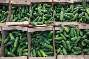 Огурцы в России подорожали до 1061,5 рубля за кг