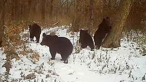 «Пошли позировать Шишкину»: Медвежата воссоздали картину «Утро в сосновом лесу»