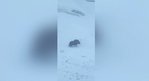 Моряки сняли на видео краснокнижного овцебыка во льдах Енисея