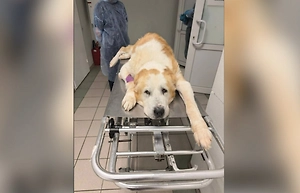 Вспышка собачьей чумы зафиксирована в подмосковном приюте и столичных ветклиниках