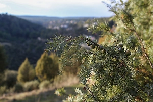 Опасные жуки из Европы «съедают» реликтовые леса Кубани и Крыма
