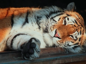 Амурский тигр Амадей умер от сердечной недостаточности в Ленинградском зоопарке