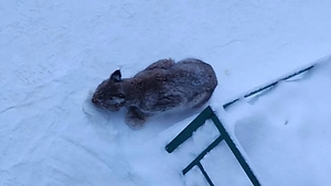 В Кирове спасают заплутавшего рысёнка, который отбился от матери и кормится из мусорки