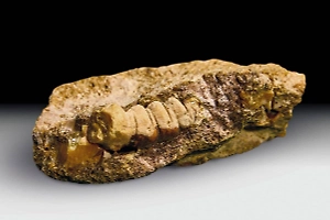 На Приморском карьере в Калининграде добыли янтарь с отпечатком личинки жука