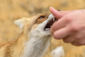 Из-за бешеной лисы в Амурской области ввели карантин