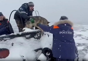Собаки два дня дрейфовали на льдине у берегов Камчатки, их спас военный буксир