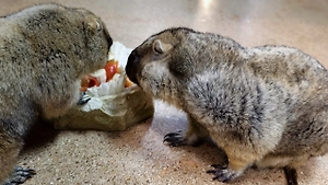Сурки Наташа и Серёжа в Тульском экзотариуме предсказали погоду на весну