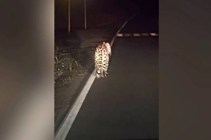 Леопард устроил ночной променад по трассе в Приморье и попал на видео