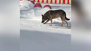 Стала известна судьба собаки Додобони, из-за которой россияне отменяют «Додо Пиццу»