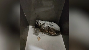 Волонтёры поймали собаку Додобоню, ставшую причиной скандала с «Додо Пиццей»