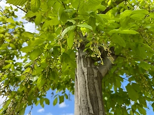 C марта дачникам грозит приличный штраф за один вид клёна на участке