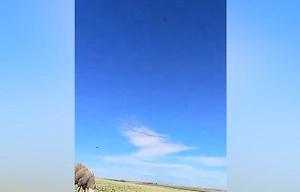  Пастух снял на видео Су-57Э в небе над Алжиром