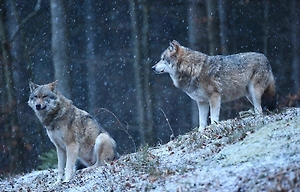 Тамбовских волков осталось всего 10