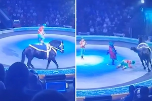 Не удержался на лошади: акробат получил тяжёлую травму прямо на арене цирка
