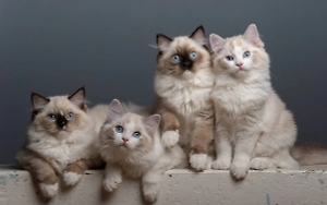 1896 — в Санкт‑Петербурге прошёл первый чемпионат мира по фигурному катанию.