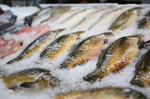 Названа самая подешевевшая за 2025 год рыба в России