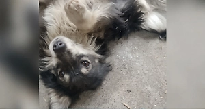 Котопёс на передовой: Винтик из Луганска стал защитником операторов БПЛА от крыс