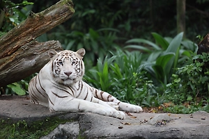 Женщина-ветеринар обезвредила тигра-людоеда после 15 часов в засаде на дереве