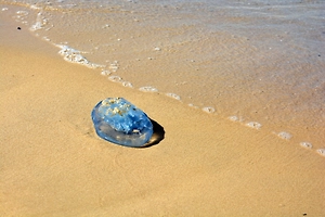 Россиянам назвали популярные курорты с косяками опасных медуз