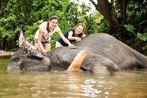 «Мёртвый» слон внезапно очнулся и разорвал туристку при попытке сделать селфи