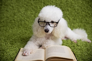 Пудель случайно поджёг себя за несколько дней до собачьей выставки в Шотландии — видео