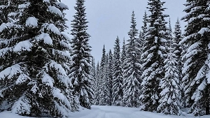 Россиянам рассказали, как выжить в тайге без компаса и палатки