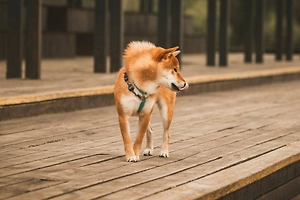 Pet-friendly отелей и ресторанов в России может стать значительно больше