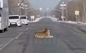 Полосатое препятствие: Тигр парализовал движение под Хабаровском