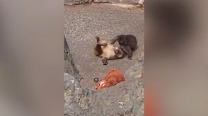 Вот теперь абсолютный хеппи-энд: Сиротка Панч из зоопарка Итикавы нашёл себе подругу