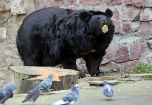 В Московском зоопарке вышли из спячки все медведи — Аладдин, Гром, Бабуля, Фаня и Вася