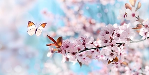 В Токио сакура зацвела на пять дней раньше срока