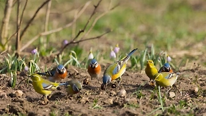 Птицы подсели на окурки? Учёные раскрыли странную привычку пернатых