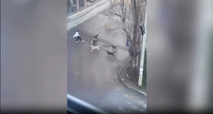 11-летнего мальчика чуть не загрызла стая бродячих собак прямо во дворе школы
