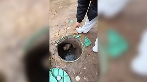 Ослепшую собаку вызволили из маленькой шахты спустя три года жизни под землёй