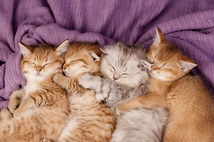 «Как овощи из магазина»: В Перми пьяный мужчина раздавал в автобусе завёрнутых в пакеты котят