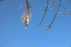 Синоптик предупредил о возвращении морозов в Москву