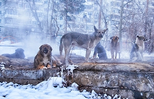 Свора бездомных собак терроризирует детей под Иркутском, заведено уголовное дело