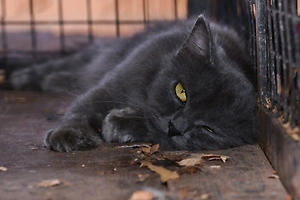 Коты с кличкой Бегемот живут во всех округах Москвы