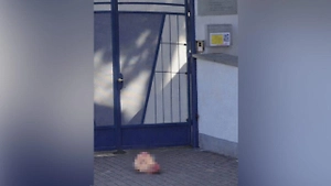 К посольству Украины в Будапеште подбросили свиную голову