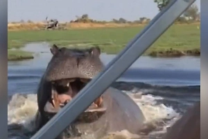 В Уганде бегемот пытался протаранить лодку с туристами